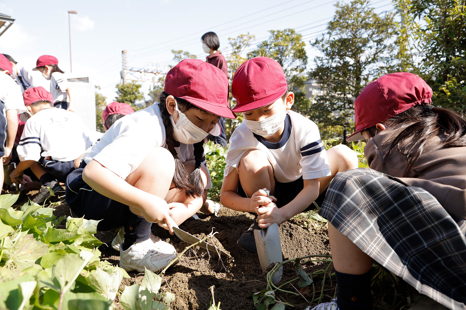 2021 小学1年生　サツマイモ掘り