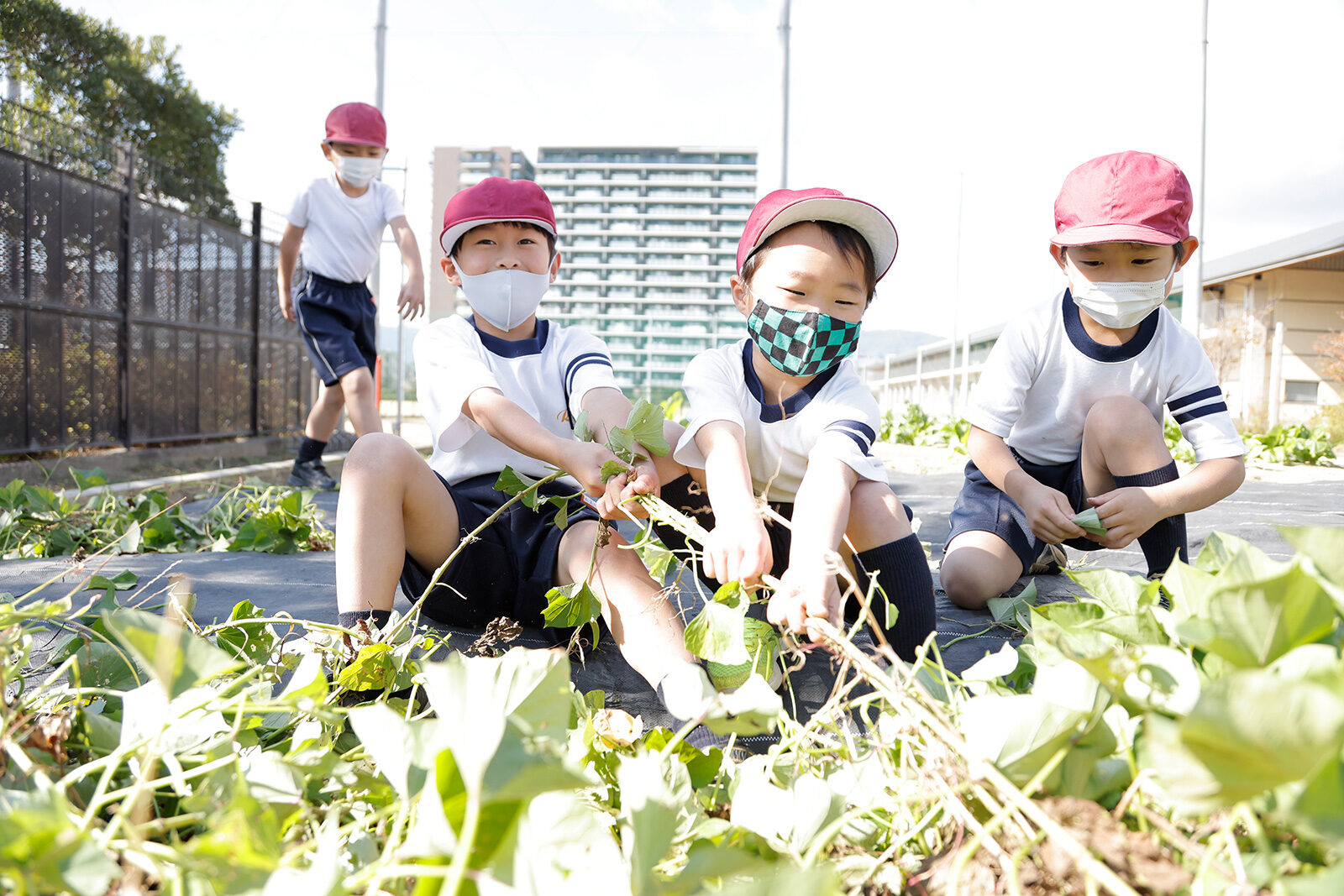 2021 小学1年生　サツマイモ掘り