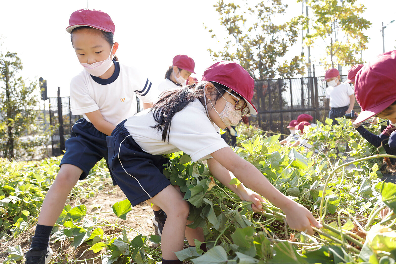 2021 小学1年生　サツマイモ掘り