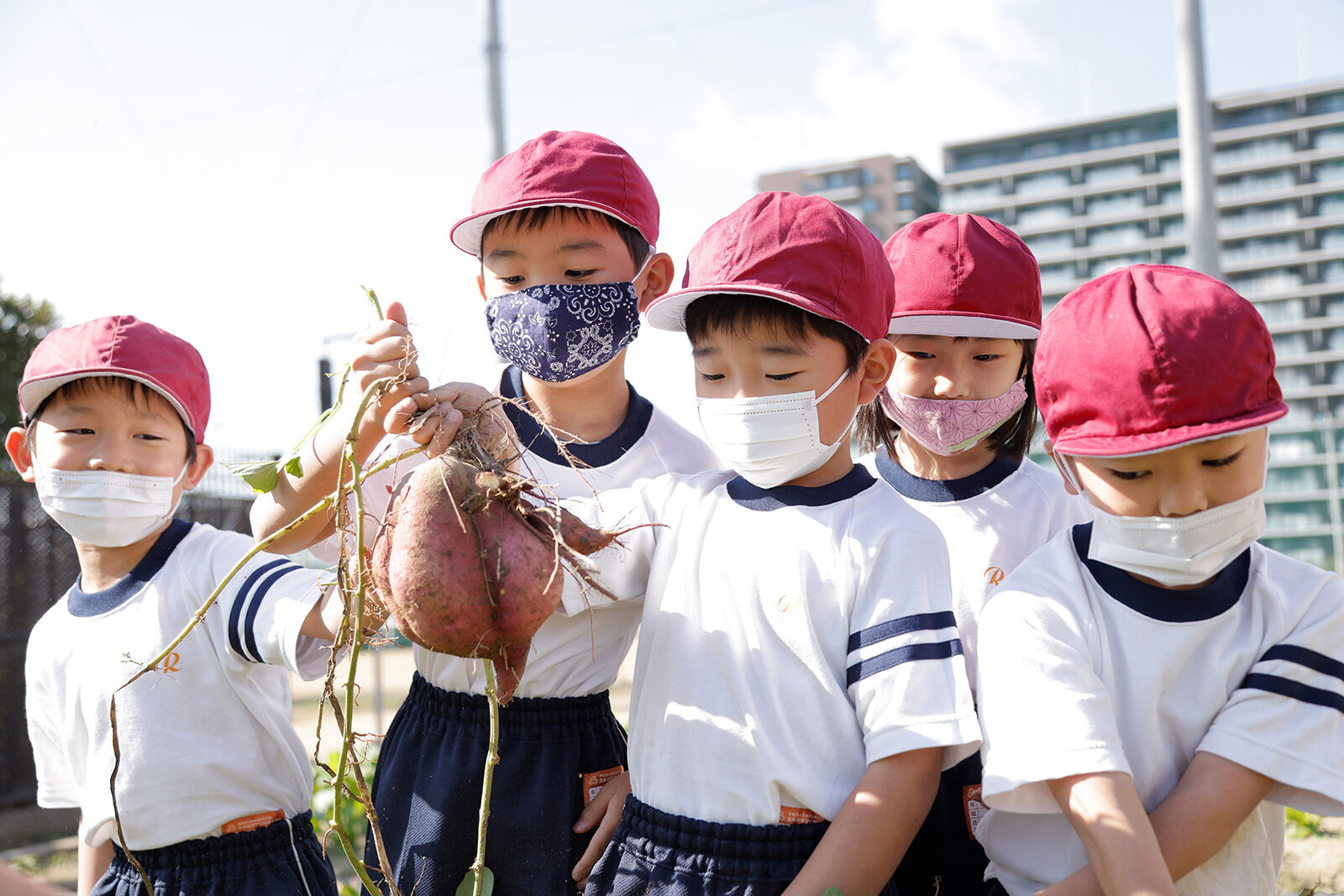 2021 小学1年生　サツマイモ掘り