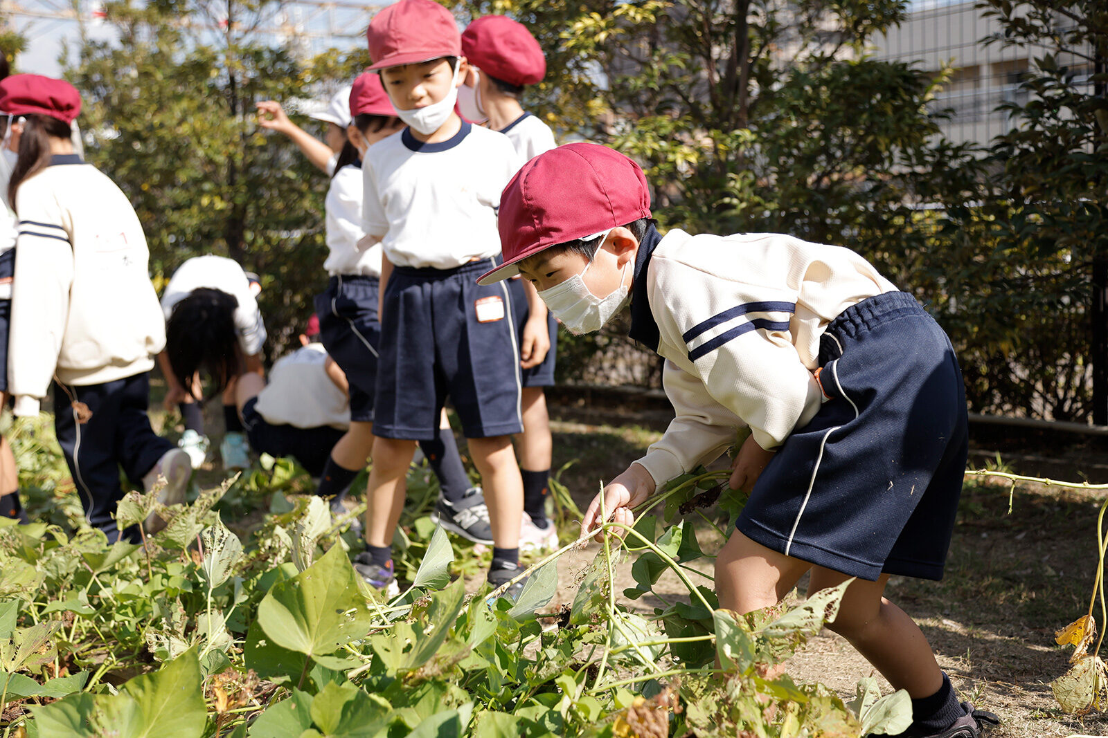 2021 小学1年生　サツマイモ掘り