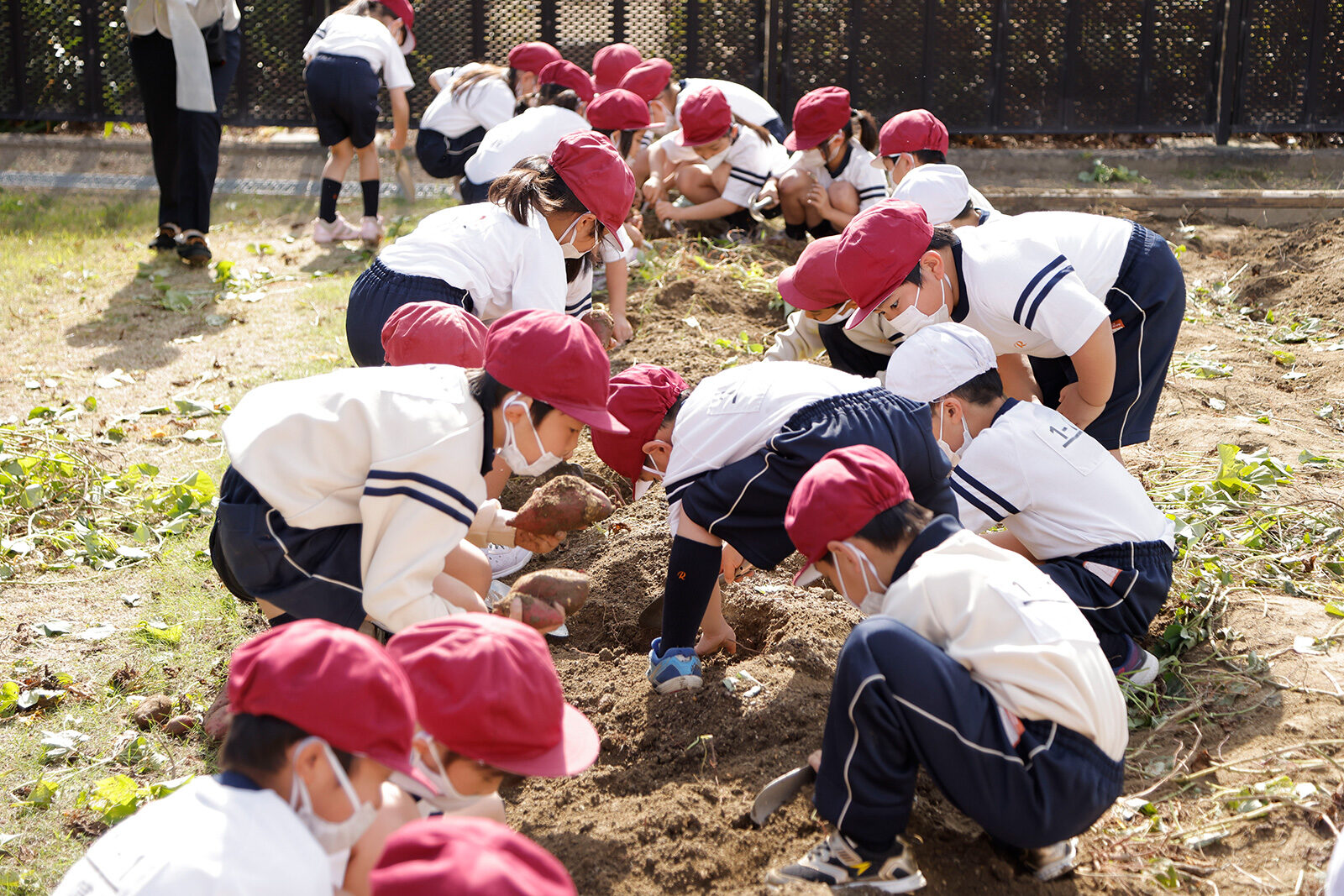 2021 小学1年生　サツマイモ掘り