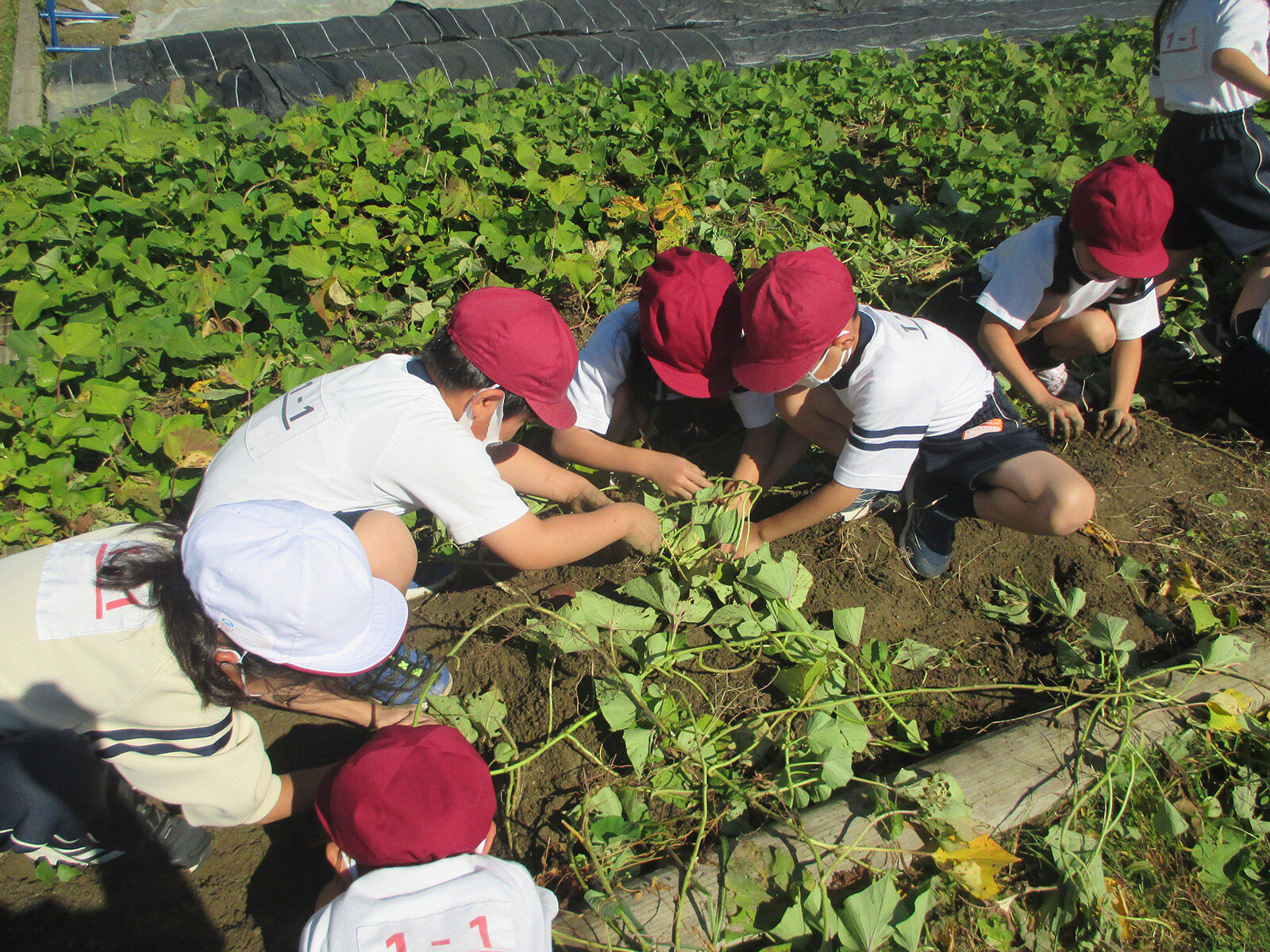 2022 小学1年生　芋掘り