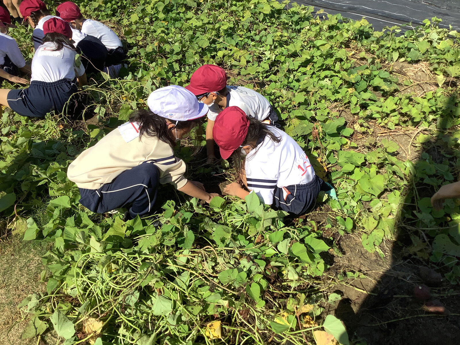 2022 小学1年生　芋掘り